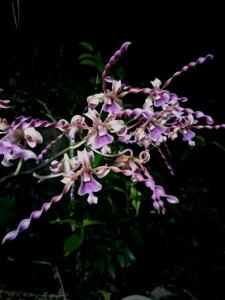 Dendrobium Tornado