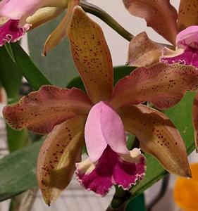 Cattleya Pedra da Gavea