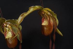 Phragmipedium Grande