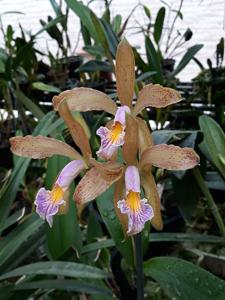 Cattleya Juno