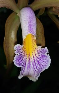 Cattleya Juno