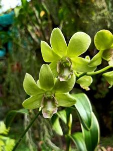 Dendrobium Burana Green