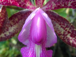 Cattleya Quinquecolor