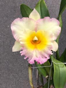 Rhyncholaeliocattleya Siam Paradise