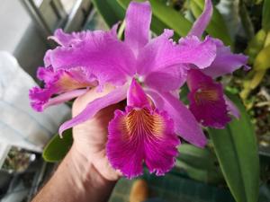 Cattleya Maggie Raphael