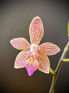 Phalaenopsis lindenii-viridis