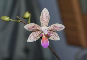 Phalaenopsis Li'l Bit