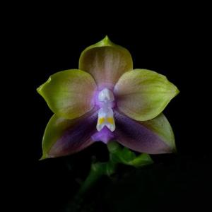 Phalaenopsis Mituo Princess