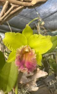 Rhyncholaeliocattleya Three Suns