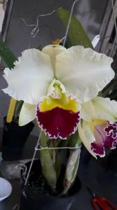 Cattleya Taida Swan