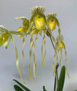 Paphiopedilum Sharon Booth