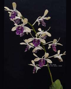 Dendrobium Drg Hedy