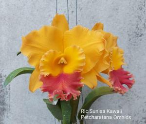 Rhyncholaeliocattleya Sunisa Kawaii