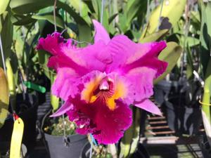 Rhyncholaeliocattleya Malvarosa Tricolor