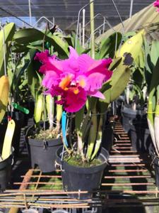 Rhyncholaeliocattleya Malvarosa Tricolor