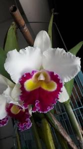 Rhyncholaeliocattleya Li Cheng Mary