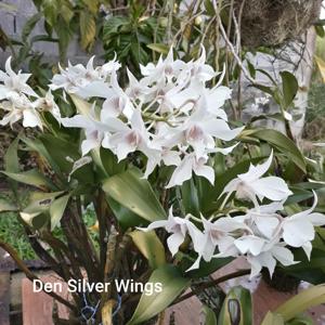 Dendrobium Silver Wings