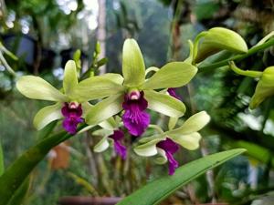 Dendrobium Genting Lipstick