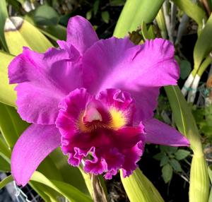 Rhyncholaeliocattleya Ronald's Canyon