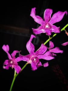 Dendrobium superbiens nothovar. vinicolor