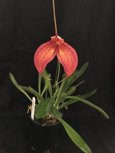 Masdevallia Impact