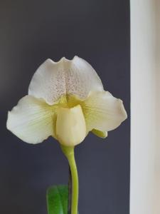 Paphiopedilum White Lady