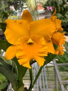 Rhyncholaeliocattleya Memoria Srivilas Gold