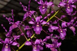 Dendrobium Oryen