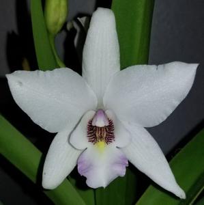 Caulaelia Mizoguchi