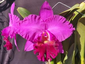 Cattleya Ovation