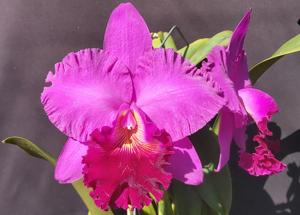 Cattleya Ovation