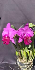 Cattleya Ovation