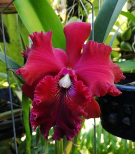 Rhyncholaeliocattleya Shinfong Unique