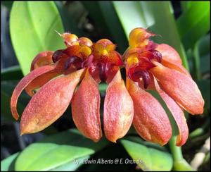 Bulbophyllum mastersianum-Meen Poison Raspberry