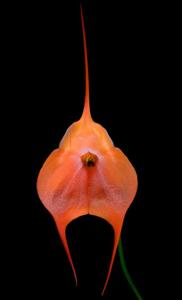 Masdevallia Peach Fuzz