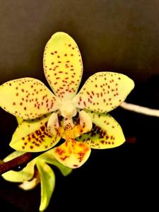 Phalaenopsis Harto Kolopaking