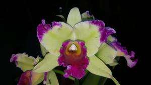 Rhyncholaeliocattleya Ahualoa