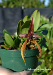 Bulbophyllum Anna Banana