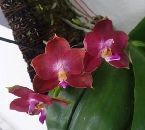 Phalaenopsis Yaphon Red Bear