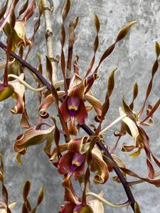 Dendrobium Nicha Dragon Horn