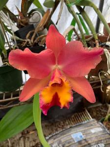 Rhyncholaeliocattleya Laurence Spencer Hall