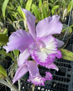 Rhyncholaeliocattleya Priscilla Howard