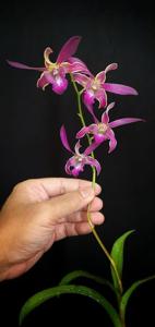 Dendrobium Tengku Mardiana