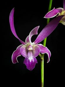 Dendrobium Tengku Mardiana