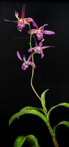 Dendrobium Tengku Mardiana