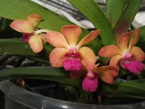 <i>Vandachostylis</i> Mem. Lieng