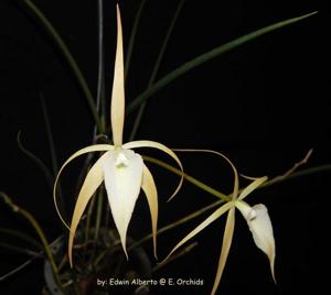 Brassavola Crazyarachno