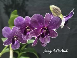 Dendrobium Blue Angel