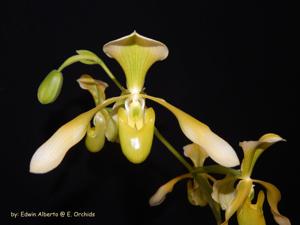 Paphiopedilum Toni Semple