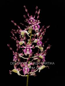 Dendrobium Rizki Kartika